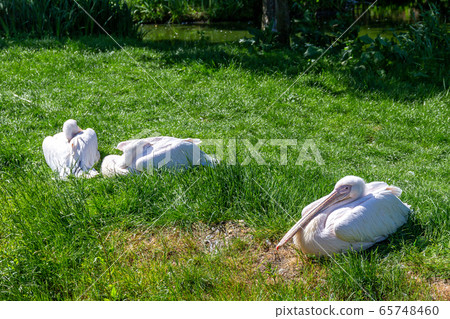 Eastern White Pelicans, Pelecanus onocrotalus Eastern White Pelicans, Pelecanus onocrotalus 65748460