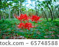 在森林裡的群集孤挺花 65748588