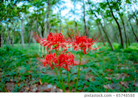 在森林裡的群集孤挺花 65748588