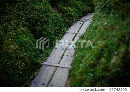 屋久島木路徑 65748590