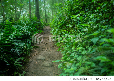 綠色步道 65748592
