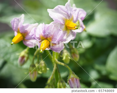 Potato flowers Potato flowers 65748669