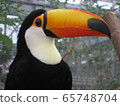 Toucan ① 65748704