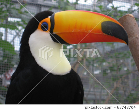 Toucan ① 65748704