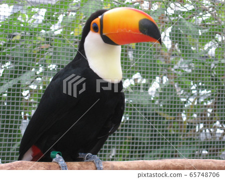 巨嘴鳥② 65748706