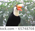 Toucan ③ 65748708