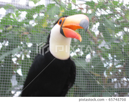Toucan ③ 65748708