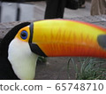 Toucan ④ 65748710