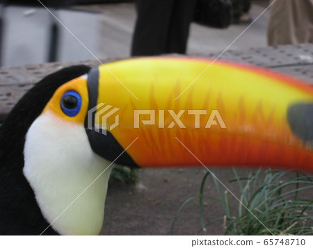 巨嘴鳥④ 65748710