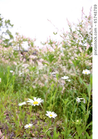 花 花 65748789