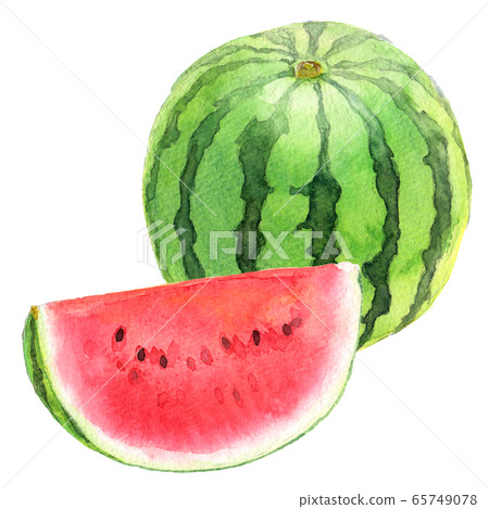 Watercolor watermelon _ 1 and half a month 2 65749078