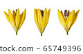 Yellow lily flowers on a white background. Three half-opened buds with dew drops. Side view. Vibrant golden yellow lily. Lily Bundle 65749396