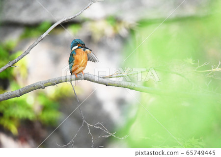 Kingfisher 5610 65749445