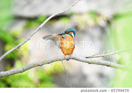 翠鳥5662- 65749470