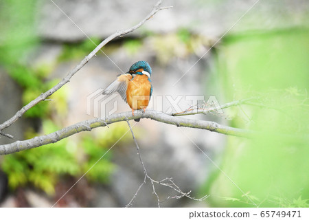 Kingfisher 5663 Kingfisher 5663 65749471