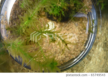 Contents of the aquarium 65749543