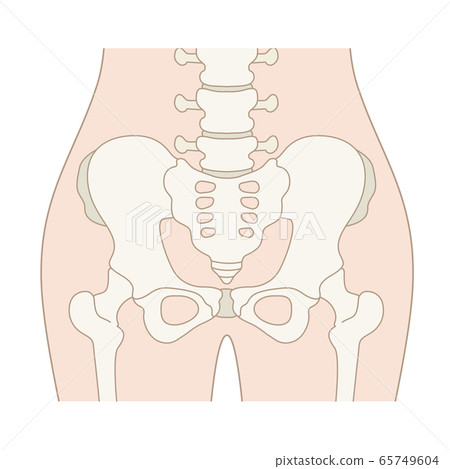 骨盆周圍的插圖(無字母) 骨盆周圍的插圖(無字母) 65749604