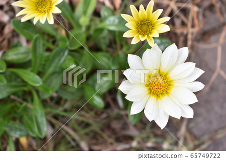 North pole blooming in the park North pole blooming in the park 65749722
