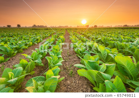 The Holy Heart Land - Talayluang in Sukhothai,Thailand.  65749811