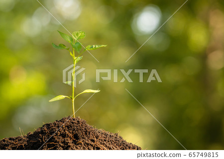 The Holy Heart Land - Talayluang in Sukhothai,Thailand.  65749815