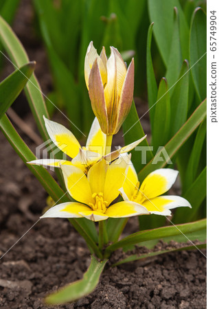 Tulip Tarda Dasystemon flowers in garden 65749904