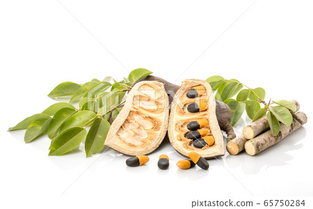 Open pod, seed, branch and leaf of Afzelia, 65750284