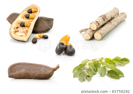 Pod, seed, branch and leaf of Afzelia, Doussie or 65750292