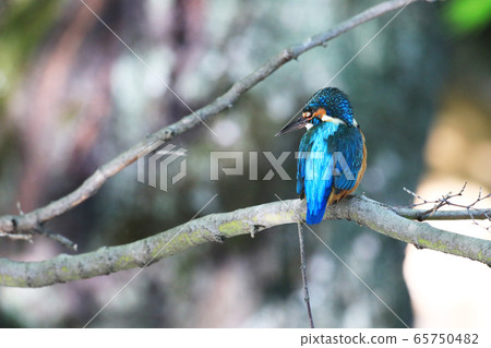 Kingfisher 1857- Kingfisher 1857- 65750482