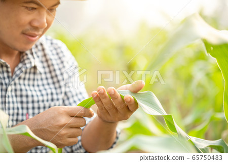 Farmer working in the field of corn tree and Farmer working in the field of corn tree and 65750483
