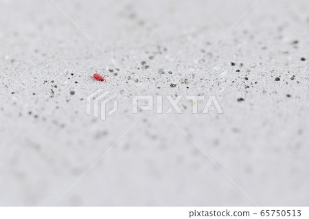 Kabeana Takaradani spider (insect insect creatures red microbial concrete copy space) Kabeana Takaradani spider (insect insect creatures red microbial concrete copy space) 65750513