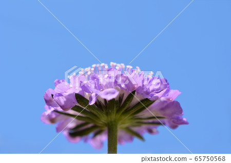 Cute flowers that keep on blooming one after another. Scabiosa. Flower image material Cute flowers that keep on blooming one after another. Scabiosa. Flower image material 65750568