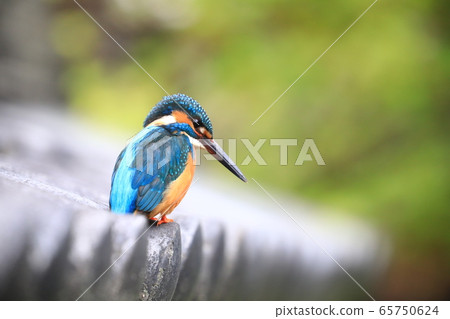 Kingfisher 575 65750624