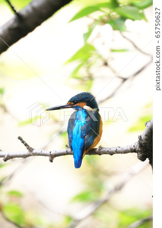 Kingfisher 0703 65750627