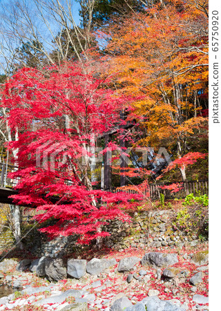 紅色的吊橋和秋天的風景鹽原谷的秋天（To木縣那須鹽原市）2019年11月 65750920