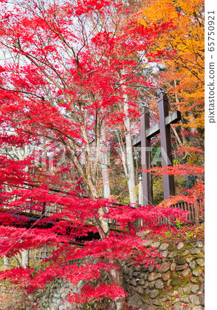 紅色的吊橋和秋天的風景鹽原谷的秋天（To木縣那須鹽原市）2019年11月 65750921