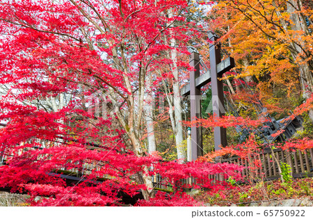 紅色的吊橋和秋天的風景鹽原谷的秋天(To木縣那須鹽原市)2019年11月 紅色的吊橋和秋天的風景鹽原谷的秋天(To木縣那須鹽原市)2019年11月 65750922