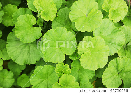Green geranium leaf in an overhead view Green geranium leaf in an overhead view 65750986