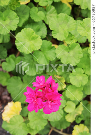 Dark pink geranium flower 65750987