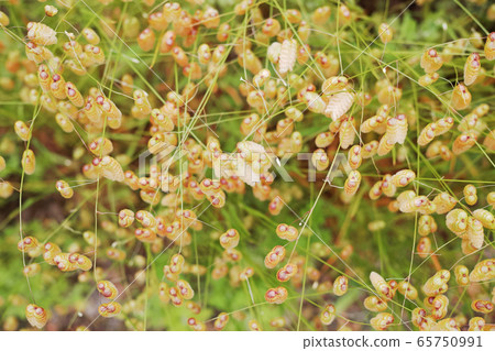 交織的橢圓形花 65750991