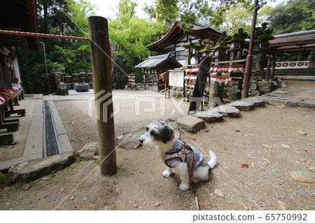 奈良公園 奈良公園 65750992