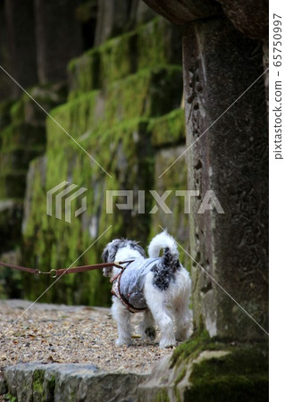 Nara Park Nara Park 65750997