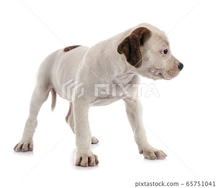 puppy american bulldog puppy american bulldog 65751041