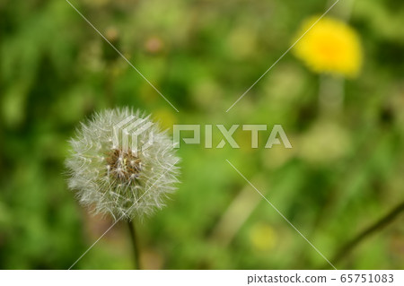 起毛 起毛 65751083