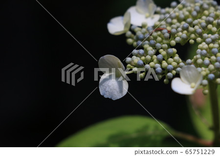 繡球花芽 繡球花芽 65751229
