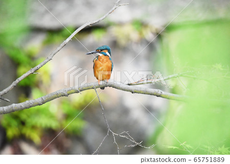 Kingfisher 5664 Kingfisher 5664 65751889