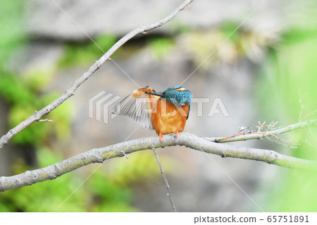Kingfisher 5668- Kingfisher 5668- 65751891