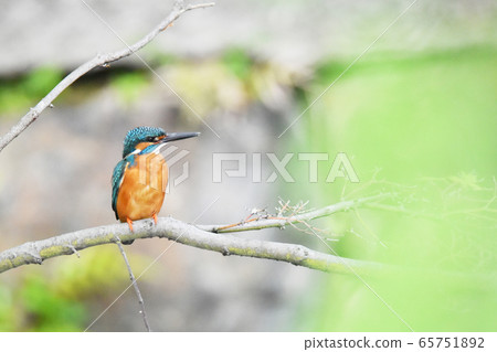 Kingfisher 5674- Kingfisher 5674- 65751892