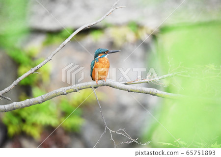 Kingfisher 5675 Kingfisher 5675 65751893