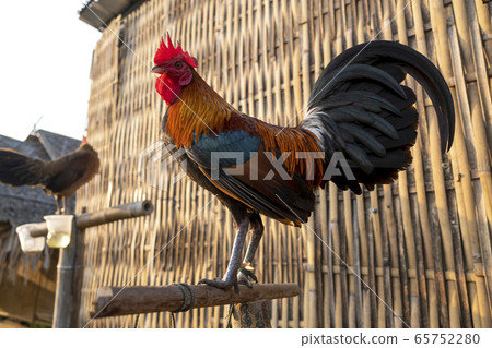 Chicken standing on a log Chicken standing on a log 65752280
