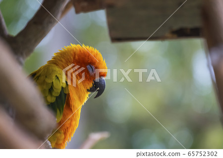 A parrot bird is in the tree A parrot bird is in the tree 65752302